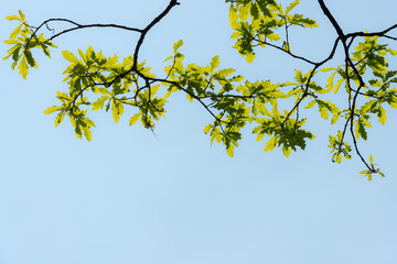 oak leaves on a blue sky