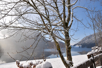 snow covered trees
