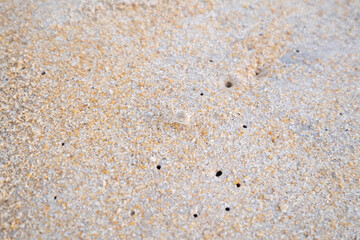 small crab and sand