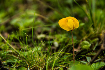 flor amarilla, fondo desenfocado