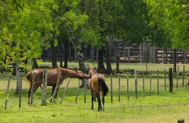caballos en granja