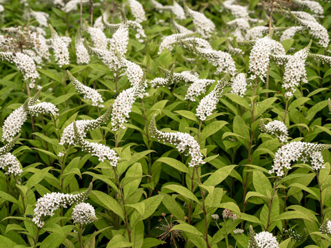 Gooseneck Loosestrife" Images  Browse 274 Stock Photos, Vectors, and Video  | Adobe Stock
