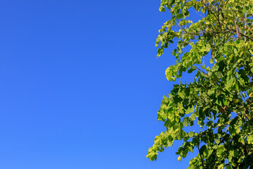 Clear Blue sky with some part of the tree. Use as a background