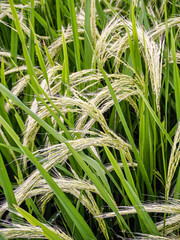 Close up of a Rice plant 