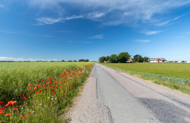 A flowery road crossing Swedish farmlands in &Ouml;sterlen, Scania, Sweden