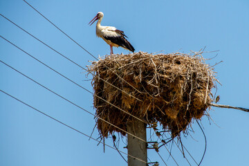 Greece, Kerkini, stork in its nest on an electric pole