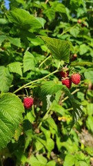 Large garden raspberry