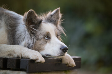Border collie is lying on the bench. He is so cute dog.