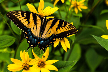 Swallowtail butterfly on yellow flowers in Shenandoah National Park, Virginia