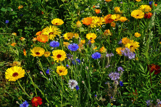 Kornblumen und Ringelblumen, Calendula und  Centaurea cyanus, ma