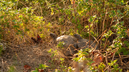 Two turtles hiding in bush.