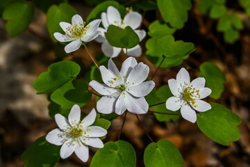 This is a photo of a Rue Anemone that was taken along a hiking trail at Lake Williams, York County, Pennsylvania USA in April 2020.