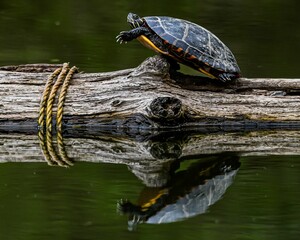 Fototapeta premium This is a photo of a Painted Turtle basking in the sunshine on a log during a warm spring afternoon in Nixon Park, York County Pennsylvania USA in April 2020.