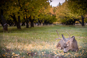 Dear on the ground in autumn