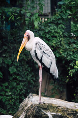 Fototapeta premium egret stand on rock