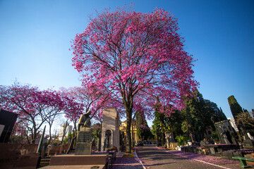 Pink Ipe trees flowering in a cemetery
