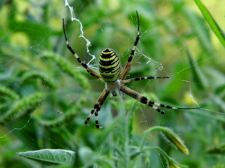 The wasp spider sits on a web. Close-up.