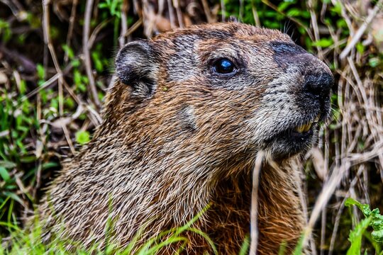 Here is a close up photo of a woodchuck taken at Richard M. Nixon County Park, York County, Pennsylvania USA in April 2020
