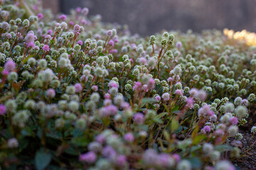 Small pink plant blooming