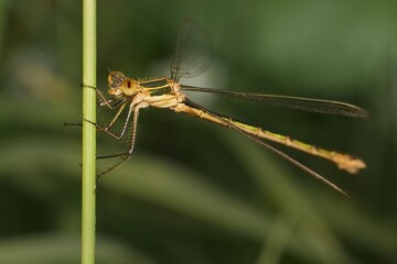 Emerald Damselfly on the grass 