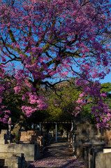 Pink Ipe, Brazilian tree flowering