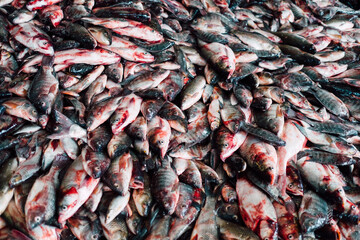 fish market in Bangkok, Thailand