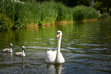 White swan flock in summer water. Swans in water. White swans. Beautiful white swans floating on the water. swans in search of food. selective focus.