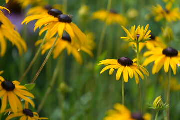 field of yellow rubeckia flowers