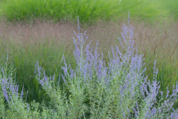 flowers and ornamental grass