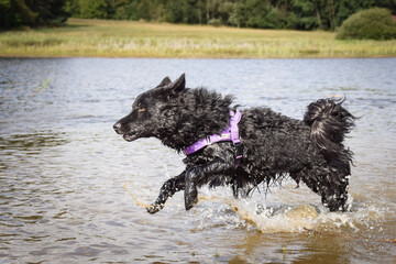 Mudi is jumping in the water. He wants ball in water.