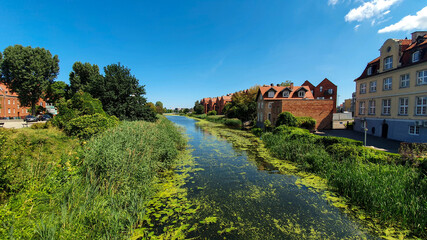 Green duckweed and other vegetation on the river that runs through the city