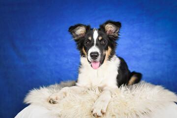 Puppy of border collie is lying in blue photostudio. 