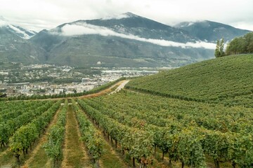 Fototapeta na wymiar Landscape in Montana of vineyards and mountains. Crans-Montana, Switzerland. 