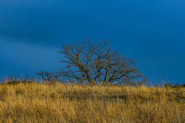 Fototapeta premium Photo of a Witness Tree and Triangular Field, Gettysburg National Military Park, Pennsylvania USA