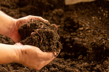 Matagalpa, Nicaragua august 5th 2021: Cultivation of limbrices to make compost. Green and organic crops.
