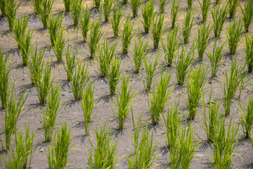 rice field