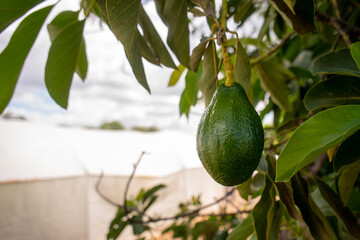 Green avocado hanging on a tree branch.
