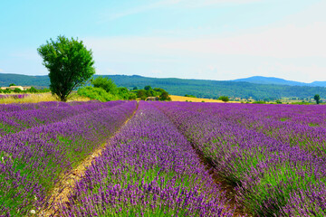 Lavender fields in full bloom in the Provence region of France.