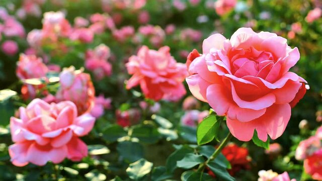 Close-up of a red rose swaying with the wind in a garden, depth of field effect