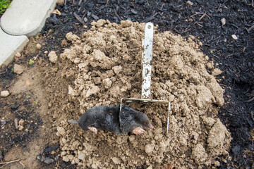 Dead mole caught by a steel trap lie near the mole hill