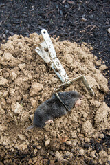 Dead mole caught by a steel trap lie near the mole hill