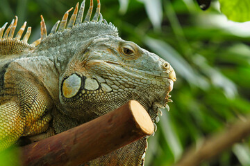 Close up of the side view of an iguana's head. 