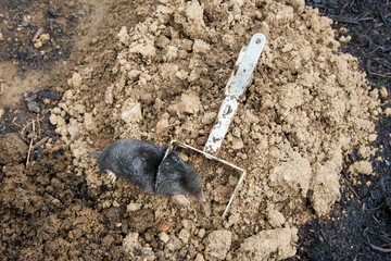 Dead mole caught by a steel trap lie near the mole hill