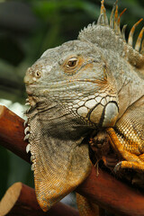 Close up of the side view of an iguana's head. 
