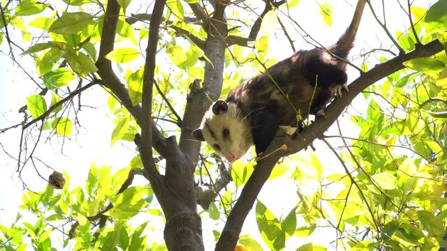 Possum Sitting in Orange Tree. Slider Shot Left to Right