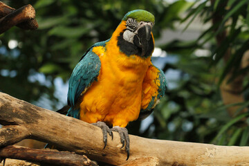 A close up of a blue and gold macaw sitting on a branch looking at the camera.