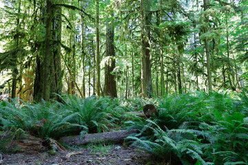 Grove of old growth forest, comprised of Douglas Fir trees in Cathedral Grove, MacMillan Provincial Park on Vancouver Island, British Columbia. 