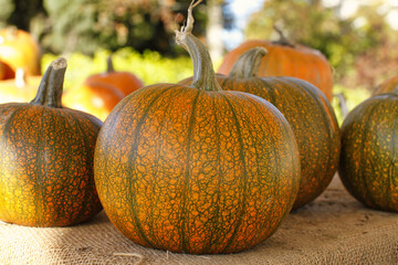 Orange and green pumpkins sitting on burlap. 