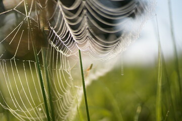 spider web with dew drops
