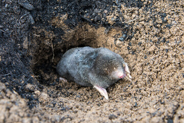 Mole crawling out of the tunnel